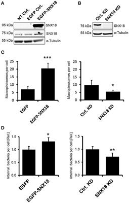 SopB-Mediated Recruitment of SNX18 Facilitates Salmonella Typhimurium Internalization by the Host Cell